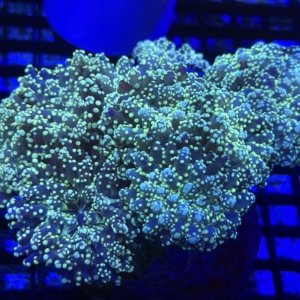 Frogspawn