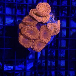 Blastomussa