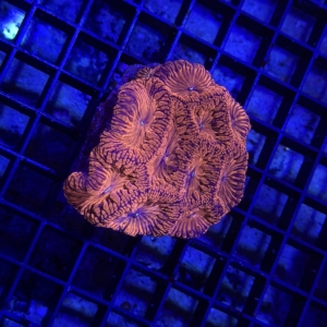 Blastomussa