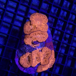 Blastomussa