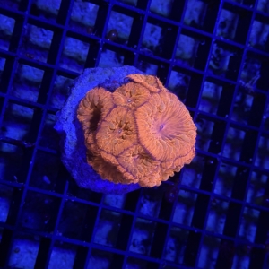 Blastomussa