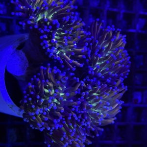 Torch