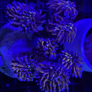Torch