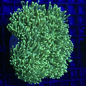 Torch
