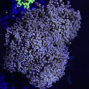 Frogspawn