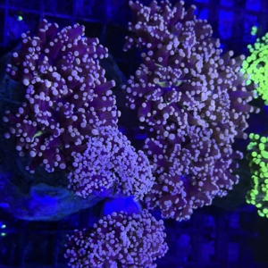 Frogspawn