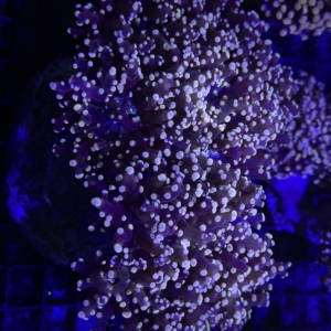 Frogspawn