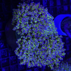 Frogspawn