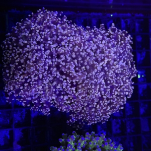 Frogspawn