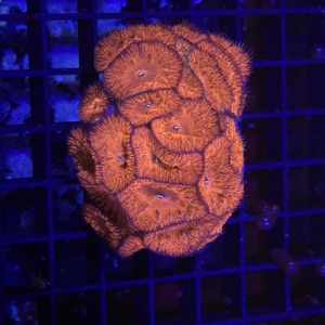 Blastomussa