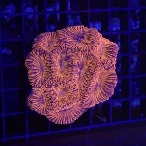 Blastomussa