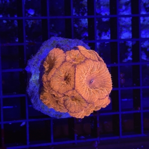 Blastomussa