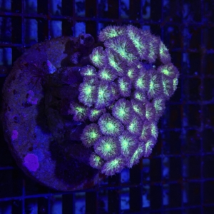 Blastomussa