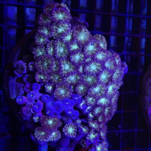 Blastomussa