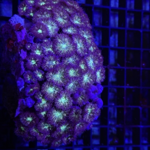 Blastomussa