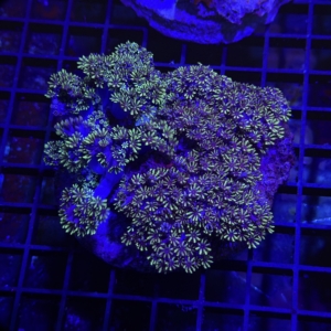 Sympodium