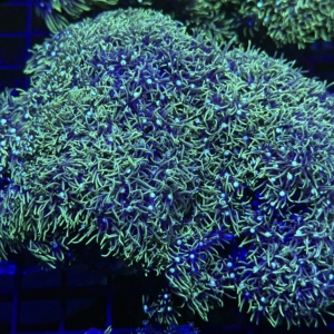 Green Star Polyp