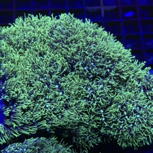 Green Star Polyp