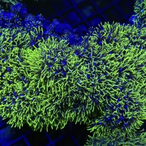 Green Star Polyp
