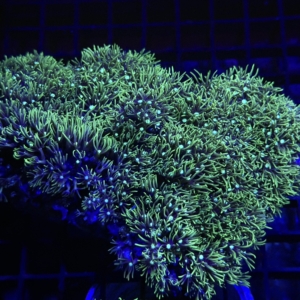 Green Star Polyp