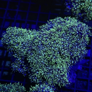 Green Star Polyp