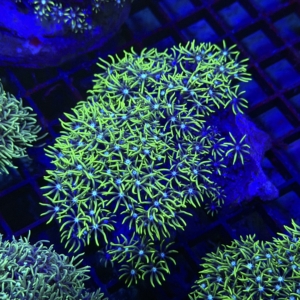 Green Star Polyp