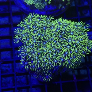 Green Star Polyp