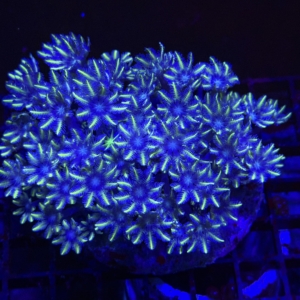 Clove Polyp