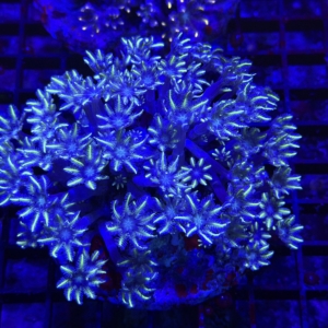 Clove Polyp
