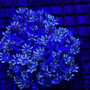 Clove Polyp