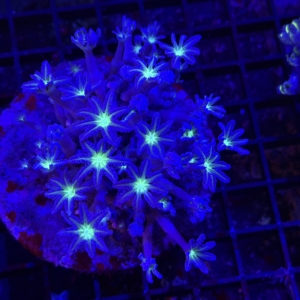 Clove Polyp