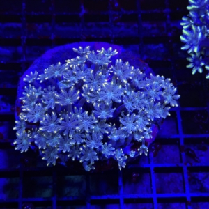 Clove Polyp