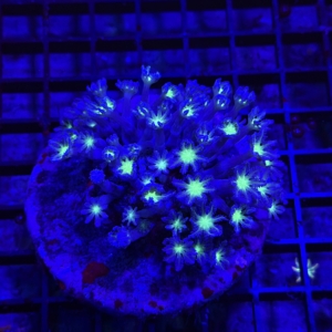 Clove Polyp