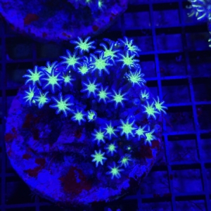 Clove Polyp