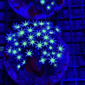 Clove Polyp