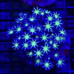 Clove Polyp