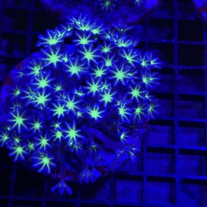 Clove Polyp