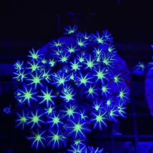 Clove Polyp