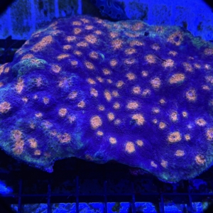 Echinata