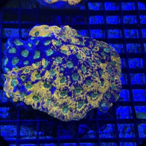 Echinata