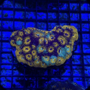 Echinata
