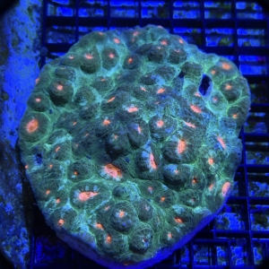 Mycedium