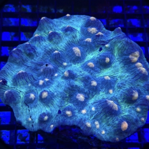 Mycedium