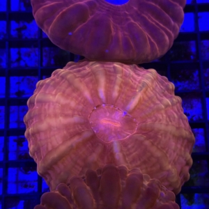 Cynarina