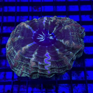 Indophyllia