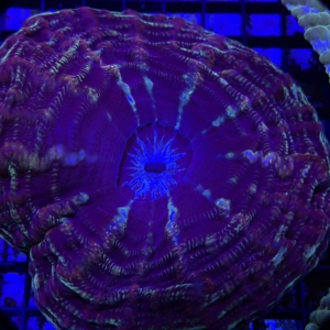 Indophyllia