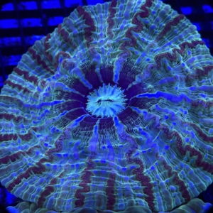 Indophyllia