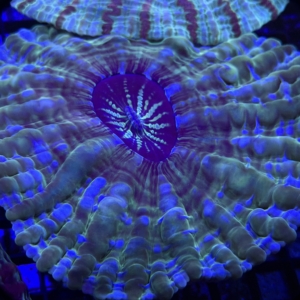 Indophyllia