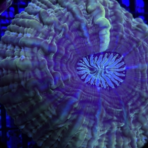 Indophyllia