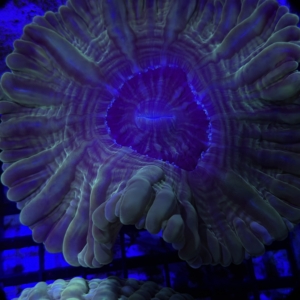 Indophyllia